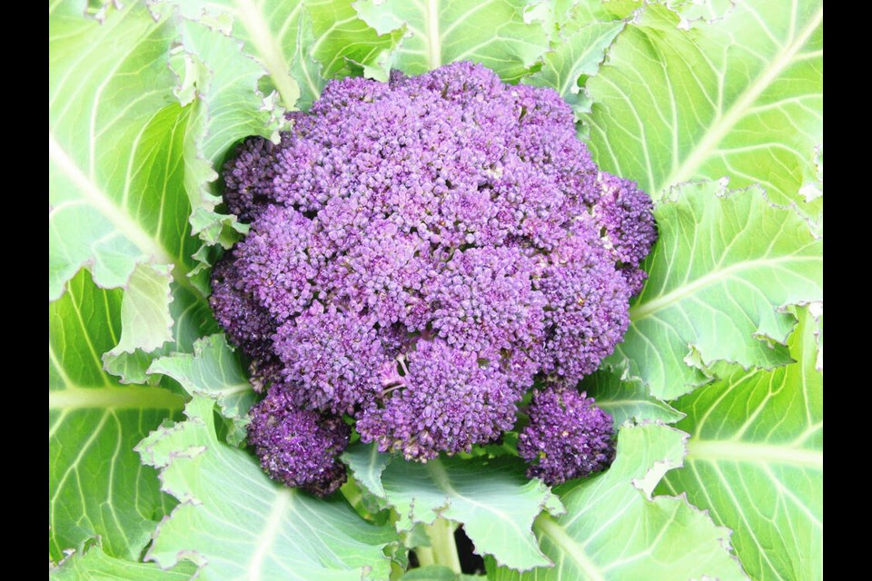 An over-wintered Purple Cape cauliflower is ready for harvesting in March. Helen Chesnut photo. Garden column Wednesday, June 19. 