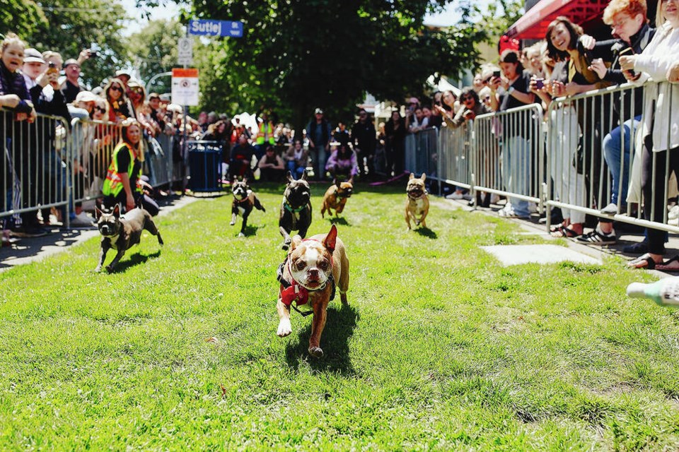 Boston Terriers race to the finish line at last year’s fastest-dog competition at the Village Block Party, which also includes live music performances and magic shows.  EMMA ROSSUM 