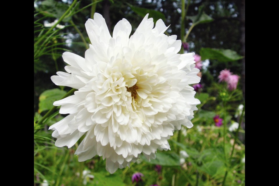 Snow Puff is an award-winning double-flowered cosmos in the Double Click series. HELEN CHESNUT PHOTOS 