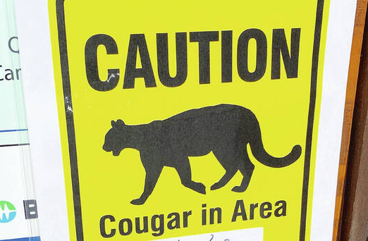 web1_cougar-warning THUMB small