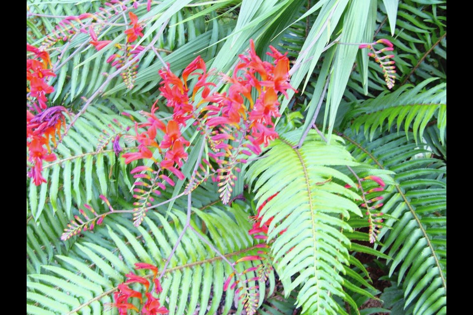 Most Crocosmia varieties are very easy-care plants. They offer showy summer flowers and attractive, blade-like foliage. HELEN CHESNUT 