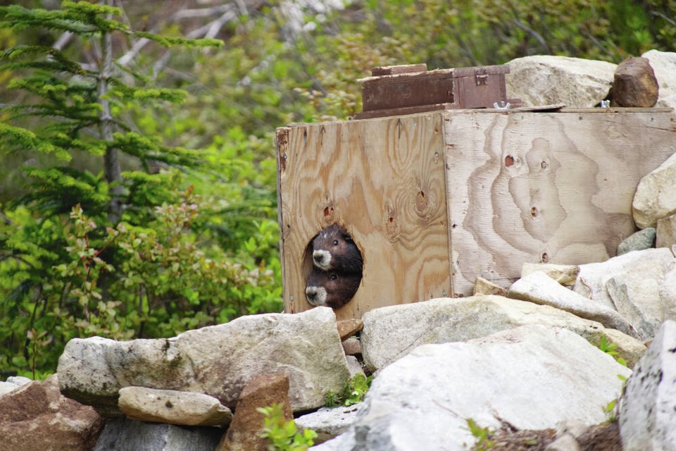 Geordie La Forge, a two-year-old male, and Lenna, a yearling female, peer out of their box during their release into the wild on Mount Washington on Monday. ADAM TAYLOR/MARMOT RECOVERY FOUNDATION 