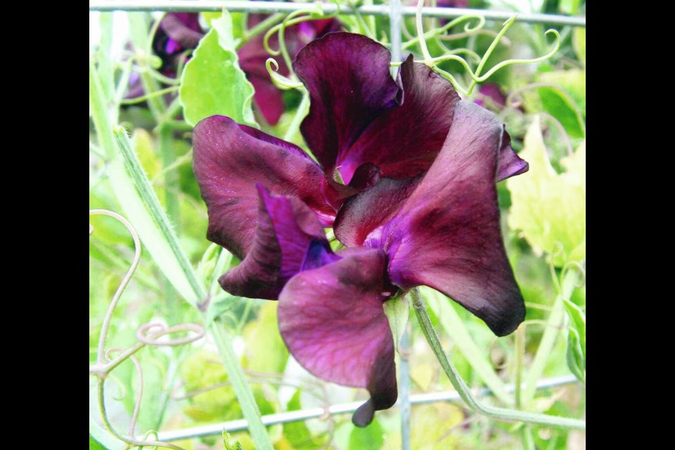 Many plants, like sweet peas, require support such as netting or this wire fencing. HELEN CHESNUT 