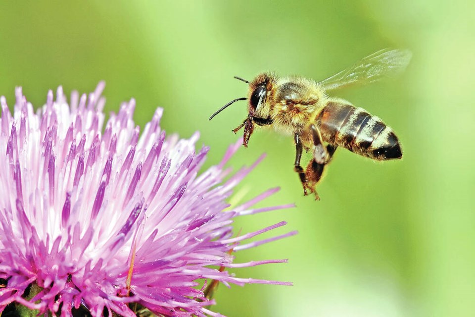 A honeybee landing on a milk thistle. One of the ways to help bees is lazy gardening, where you swap harmful chemicals to keep your property looking beautiful with safe and natural techniques, such as being a dirty hippie, writes David Sovka.	DAVID SOVKA 