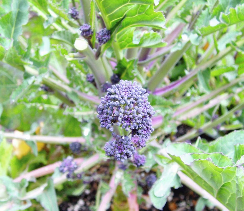 web1_broccoli-purple-sprouting-march-30-2015