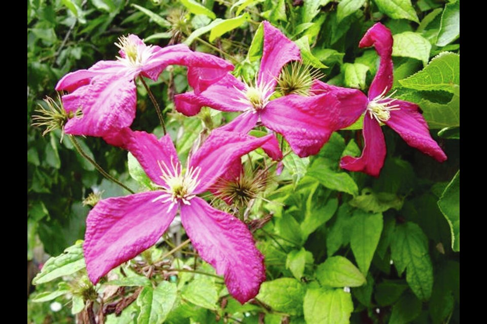 The many named varieties of Clematis viticella are easy to manage. This one is called Mme Julia Correvon. Because they flower on the current year’s stems, cutting them down in late winter clears the way for another season of flowering growth.	HELEN CHESNUT 