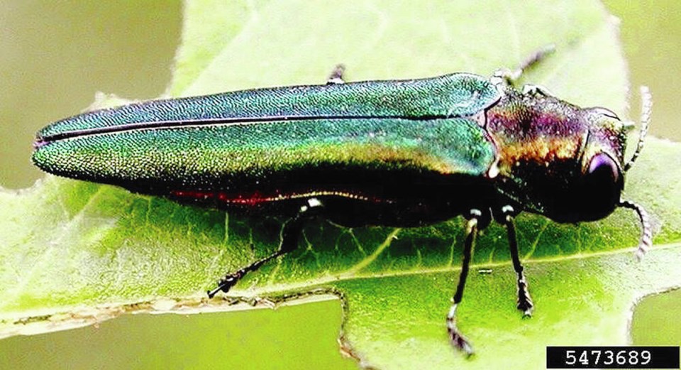 web1_emeraldashborer_leah-bauer-usda-forest-service-northern-research-station-bugwood