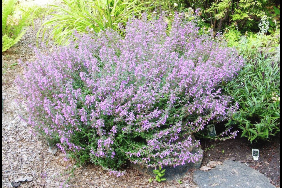 Wall germander can be kept neat and compact with regular post-bloom pruning.	HELEN CHESNUT 