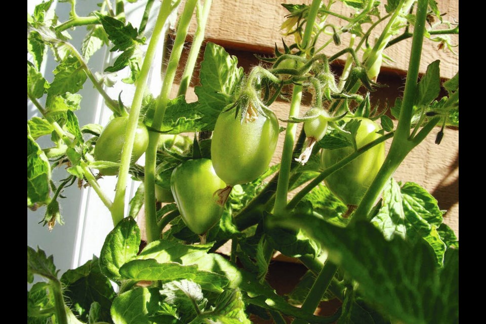 The first little Roma tomatoes on a patio plant at the beginning of July bodes well for a summer-long supply of the tasty fruits. HELEN CHESNUT 