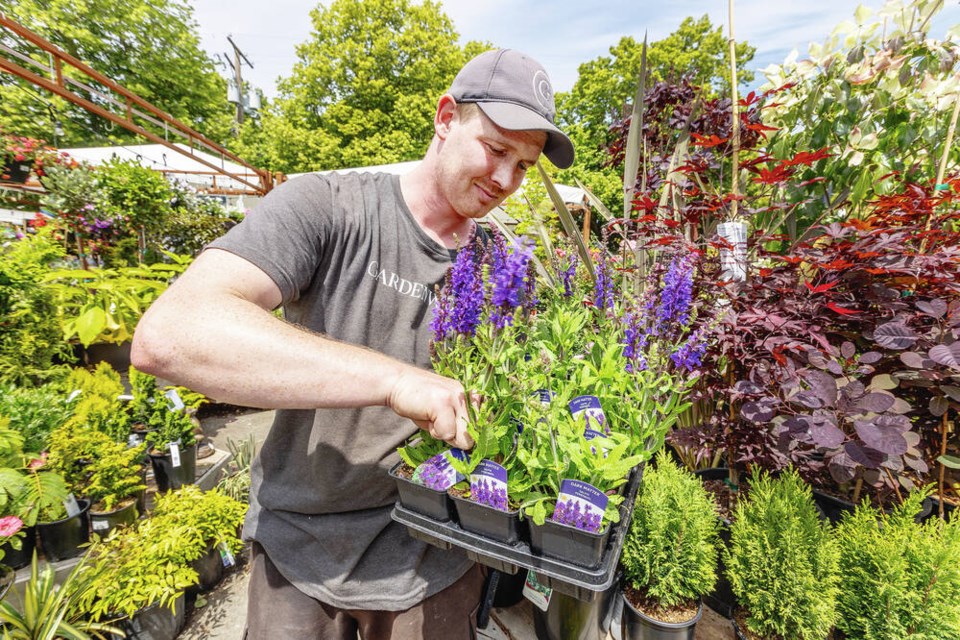Gardenworks assistant manager Fraser Kovits with Dark Matter salvias that can withstand drought. DARREN STONE, TIMES COLONIST 