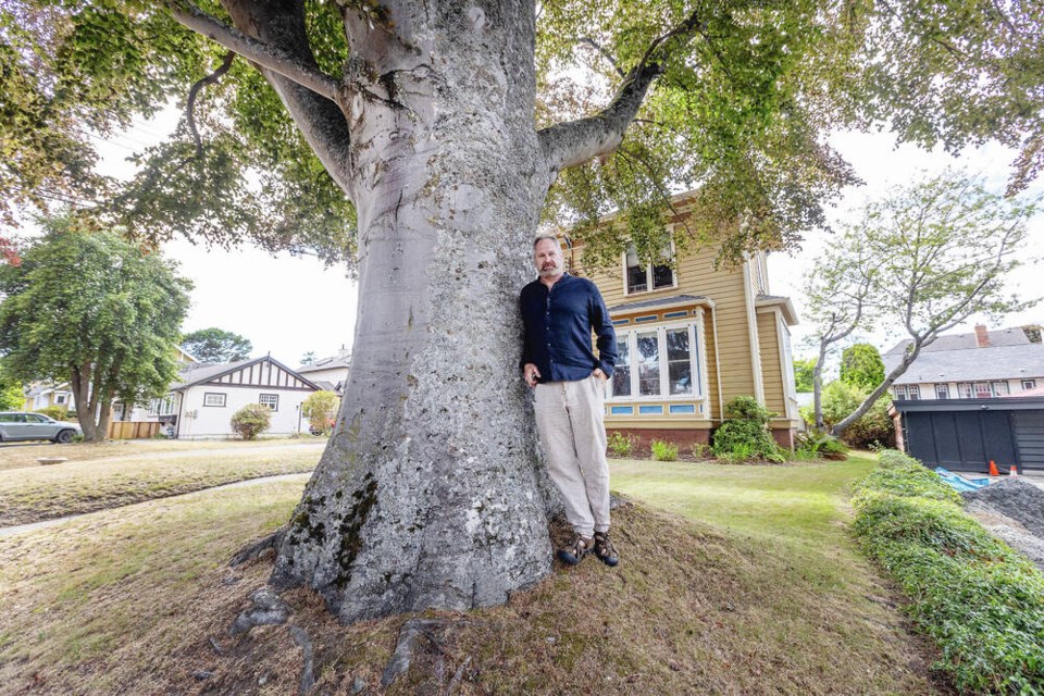 James Bay resident Kirk Buhne says the city needs to keep large trees such as this European beech on Clarence Street to provide shade during heat waves. DARREN STONE, TIMES COLONIST 