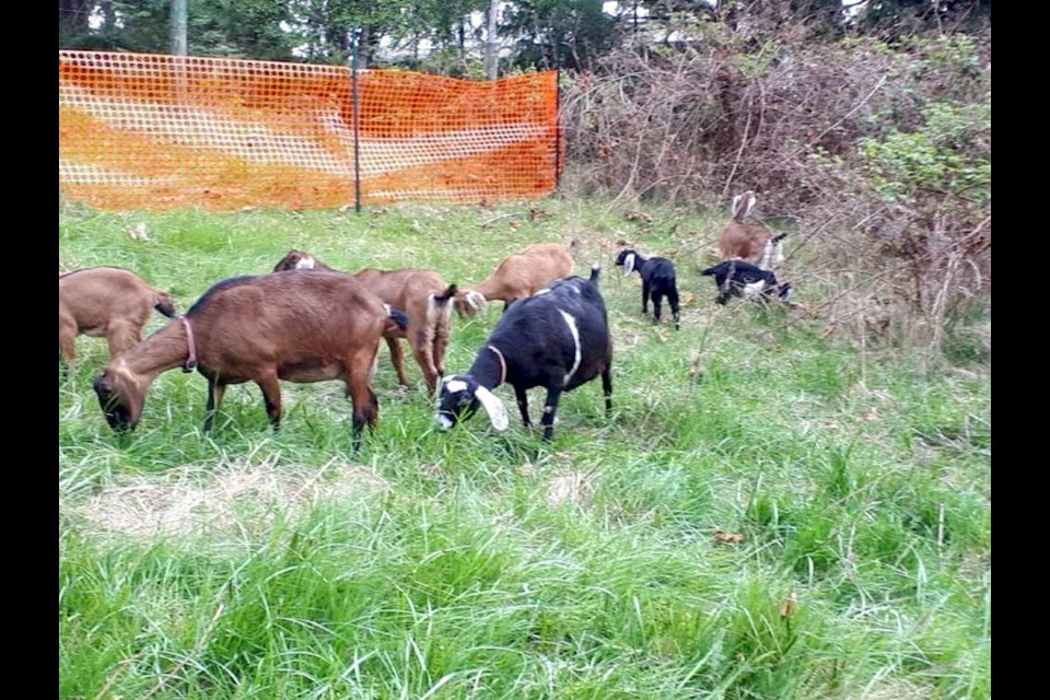 The goats of Oceanside Goatscaping Vegetation Control at work. RICK BENNIE 