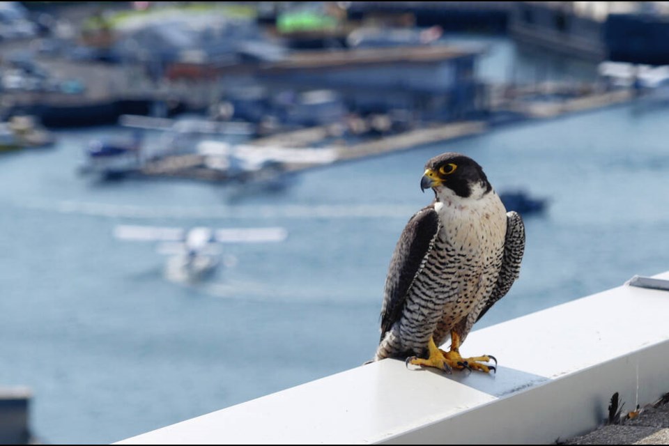 A peregrine falcon looks over the Inner Harbour from the rooftop of the Promontory building in the Songhees. JACQUES SIROIS 