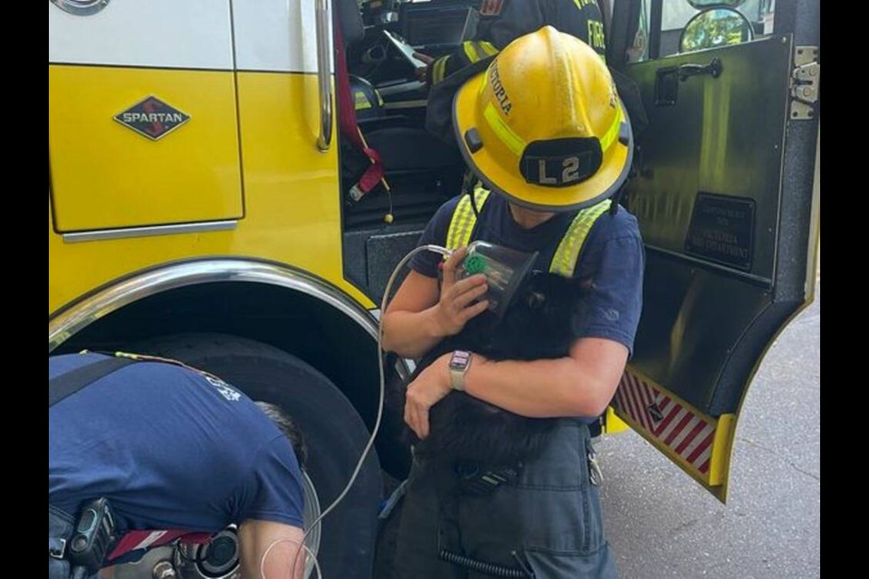 A Victoria firefighter administers oxygen to a rescued cat following a fire at a home on Humboldt Street in Victoria on Thursday, Aug. 29, 2024. VICTORIA FIREFIGHTERS IAAF LOCAL 730 