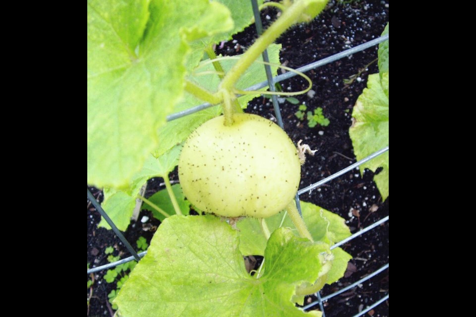 An unusual cucumber called Lemon is a heritage variety with a crisp texture and mild, sweet flavour. Helen Chesnut photo. Garden column Wednesday, Aug.14. 