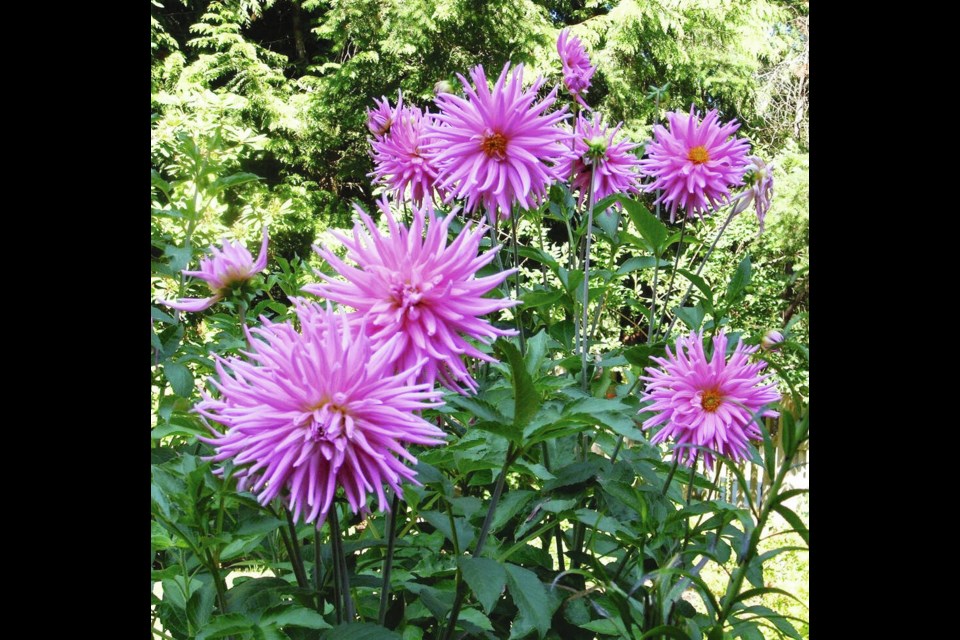 Some dahlias over-winter successfully in the ground, where they have grown and bloomed, as long as the soil drains well of excess moisture and does not harbour high populations of larvae that will eat into the tubers. HELEN CHESNUT 