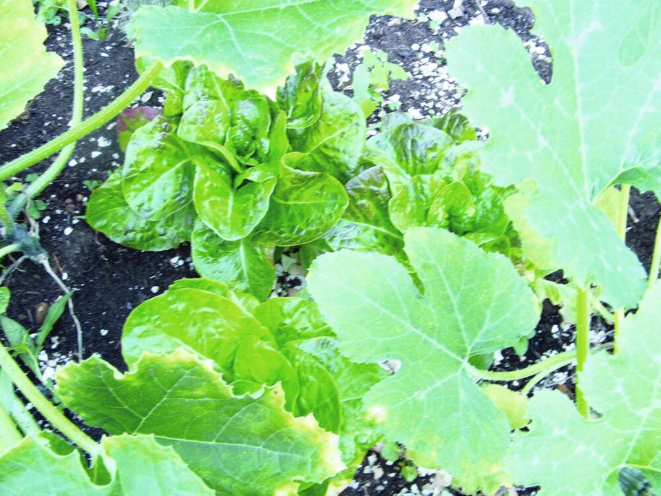 web1_lettuce--min-romaine--under-squash-plants-aug