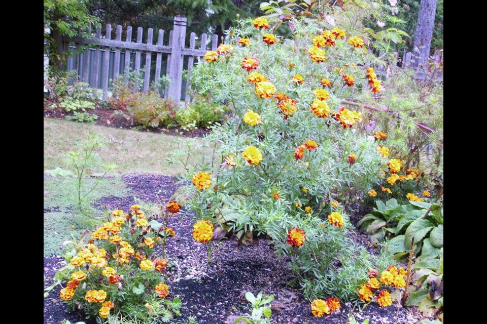 Marigolds are reputed to be fairly safe from rabbit predation, but in one garden this year even tall, bushy marigolds were shredded by the rodents.	HELEN CHESNUT 