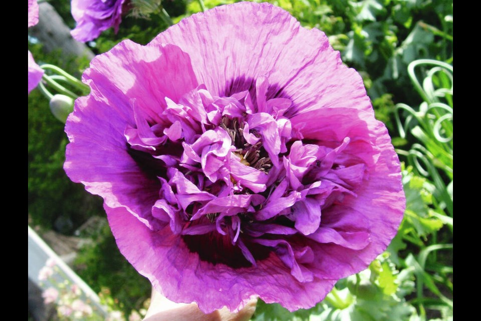 Tall annual poppies with large, wavy leaves and single, semi-double and double flowers arrive uninvited in many gardens, usually via birds dropping seeds. HELEN CHESNUT 