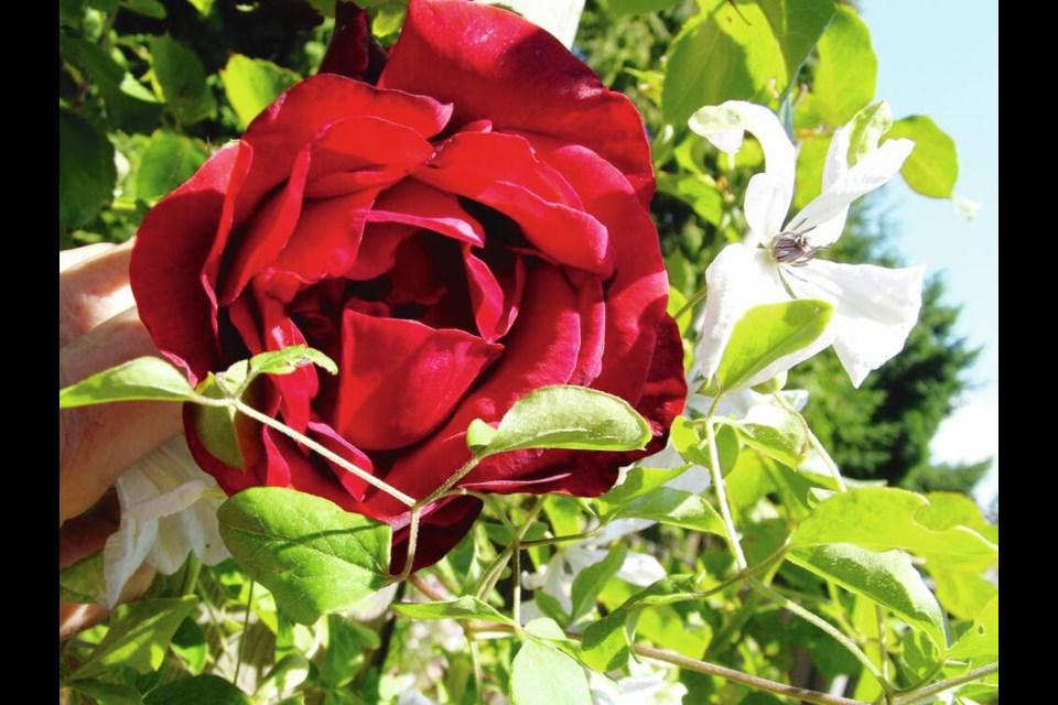 A Clematis viticella Alba Luxurians grows and blooms with Don Juan, a climbing rose grown upright as a “pillar” rose. HELEN CHESNUT 