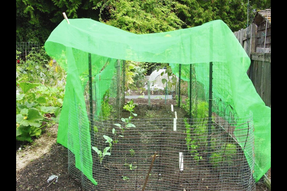 Shade cloth laid crosswise over two lengths of wire fencing provides a shaded and cooled space for growing heat-sensitive veggies in summer. A short wire barrier around the perimeter of the four-row planting protects the plants from being eaten by rabbits. HELEN CHESNUT 