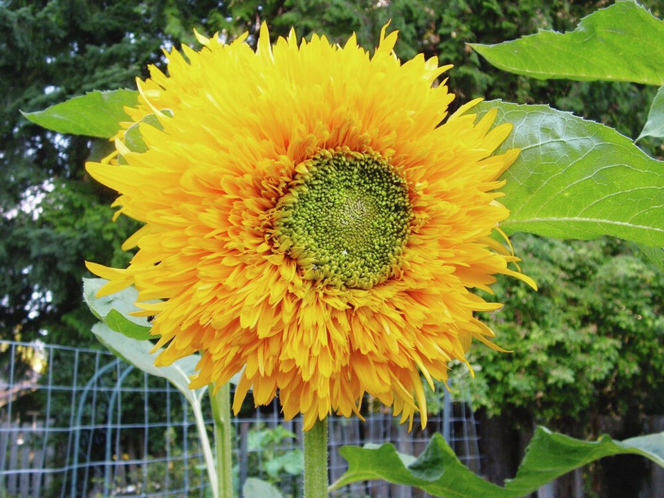 web1_sunflower-double-quick-orange-jss-aug