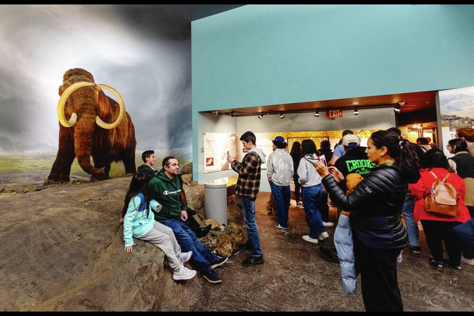 Crowds check out the mammoth display at the Royal B.C. Museum on Family Day, Feb. 19. The ice-age cousins of the modern elephant lived on Vancouver Island much longer than originally thought, a Simon Fraser University study shows. DARREN STONE, TIMES COLONIST 