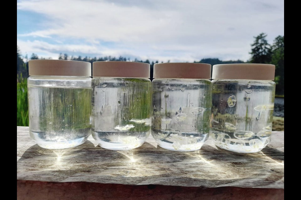 Samples of C. sowerbii jellyfish found at Killarney Lake on the edge of Mount Work Regional Park on the Saanich Peninsula. FLORIAN LUSKOW 