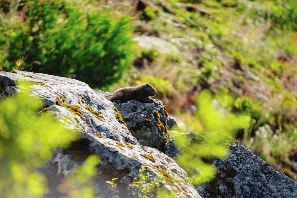 Photo: Vancouver Island ­marmot pup surveys his alpine home. JOHN DEAL VIA  THE MARMOT RECOVERY FOUNDATION 