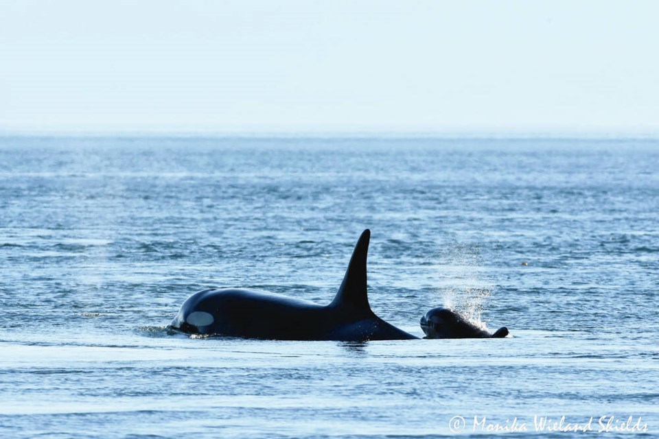 The calf was photographed swimming with L-90 Ballena heading north. MONIKA WIELAND SHIELDS, ORCA BEHAVIOR INSTITUTE 