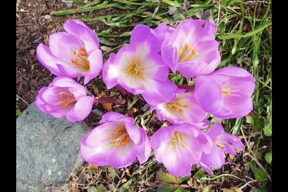 The Giant is a classic colchicum with large, goblet-shaped blooms. HELEN CHESNUT 