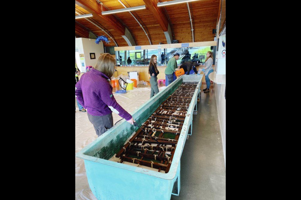 K’ómoks First Nation archaeology and guardian staff install the panel at the VIU Deep Bay Marine Field Station. VIA VIU 