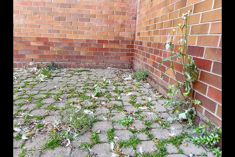 Weeds in the plaza at the Greater ­Victoria Public Library’s Central Branch. 
CHRIS VARDY 