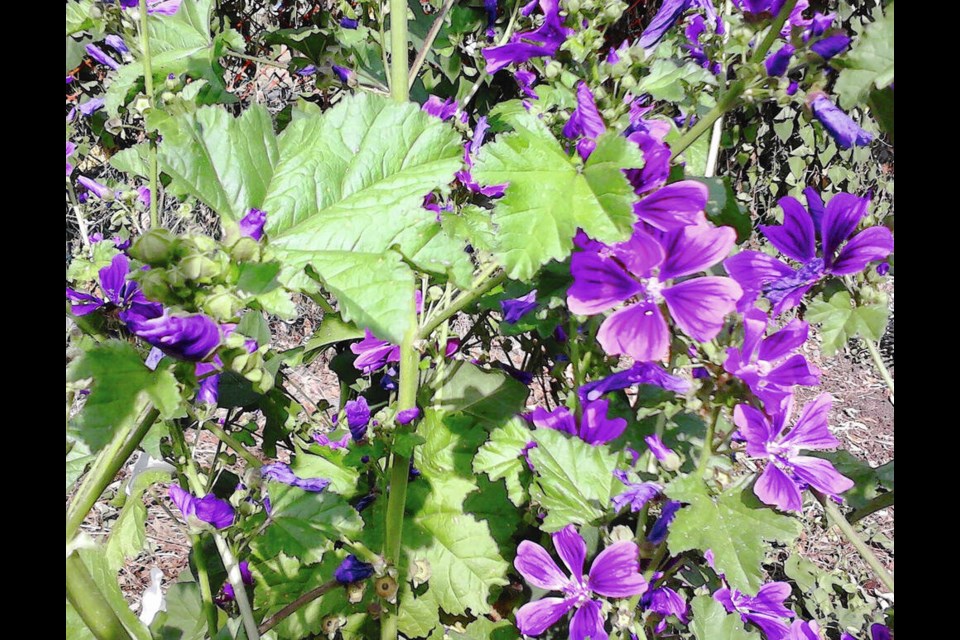 Malva sylvestris (common mallow) is a showy perennial that self-sows freely in gardens. NORMAN H.  