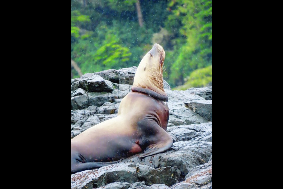 The entangled Steller sea lion in the Plumper Islands, east of Alert Bay. VANCOUVER AQUARIUM MARINE MAMMAL RESCUE SOCIETY 