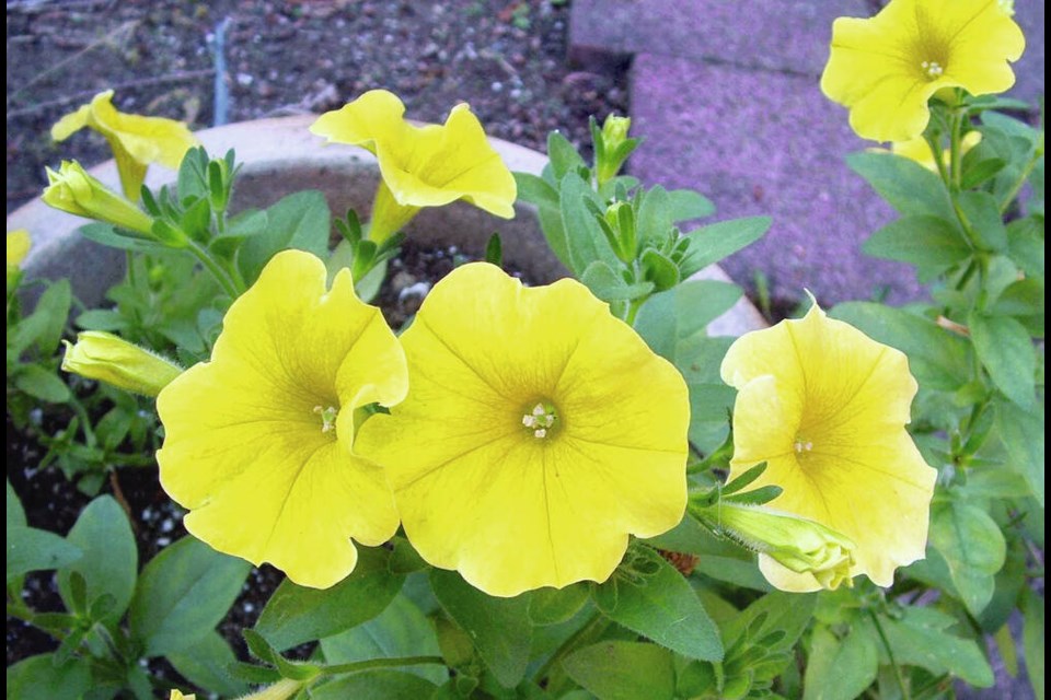 The deep, buttery yellow of this new “petchoa” is like sunshine in a container.	HELEN CHESNUT 