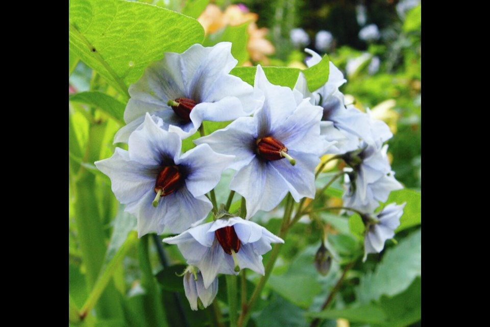 The violet-blue of Russian Blue potato plant flowers hints at the violet-purple of the potato flesh.	HELEN CHESNUT 