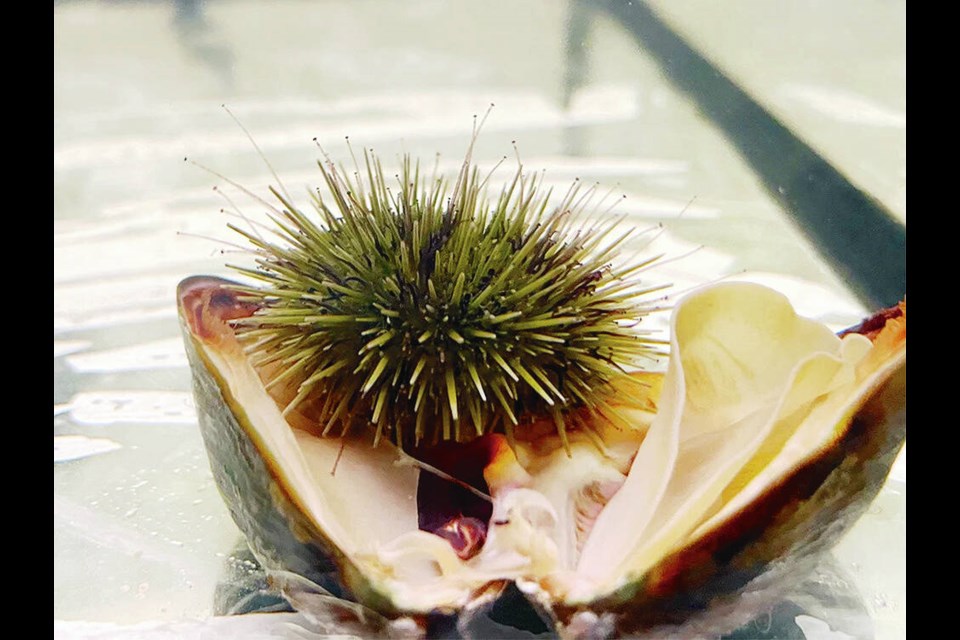 Do sea urchins absorb toxins that could be harmful to humans? This green sea urchin, snacking on a Pacific blue mussel, is part of an experiment that tests how paralytic shellfish poisoning moves through marine environments. Sea urchins are being exposed to paralytic shellfish poison, or PSP, to see if they bioaccumulate the toxin to dangerous levels. If they don’t, they can continue to be relied on as a safe, alternative food source when shellfish harvesting gets shut down due to biotoxin risk.	CHLOE McLAUGHLIN 