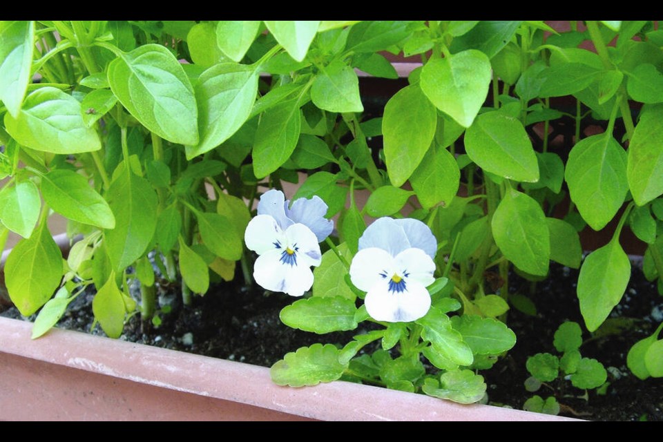 A tiny viola plant has seeded itself into a basil planter to produce miniature blooms. 