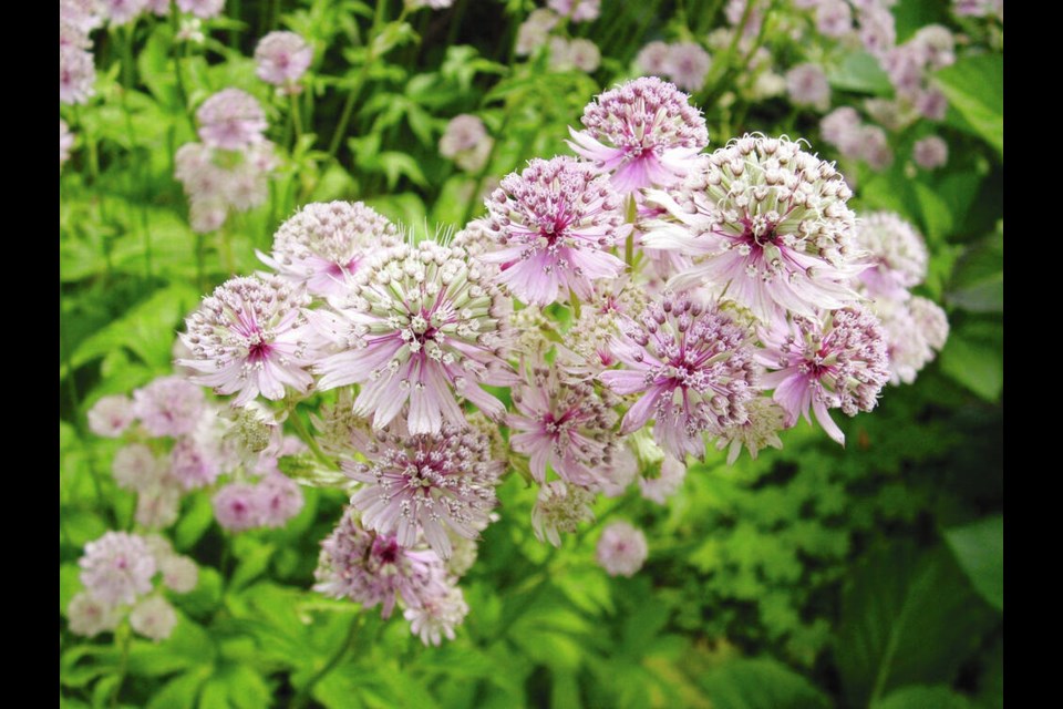 Astrantia (masterwort), like many perennials, over time grow into broad clumps that benefit from lifting and dividing every few years. HELEN CHESNUT 