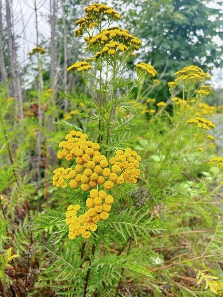 web1_common-tansy