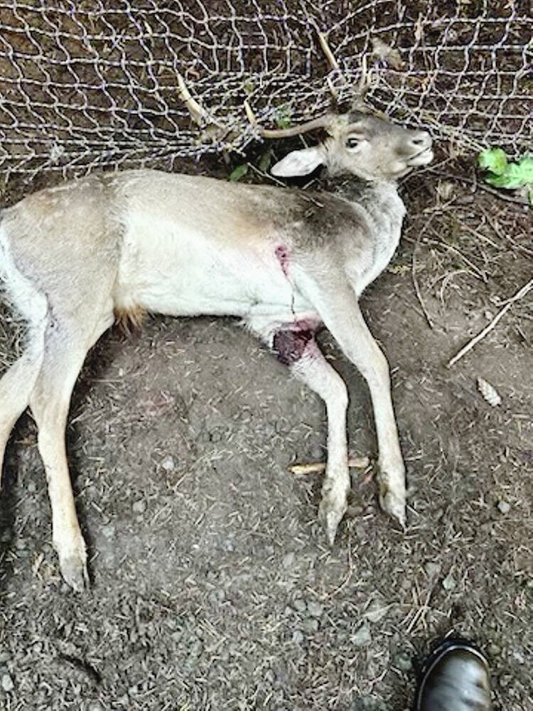 web1_dead-deer-1-signey-island