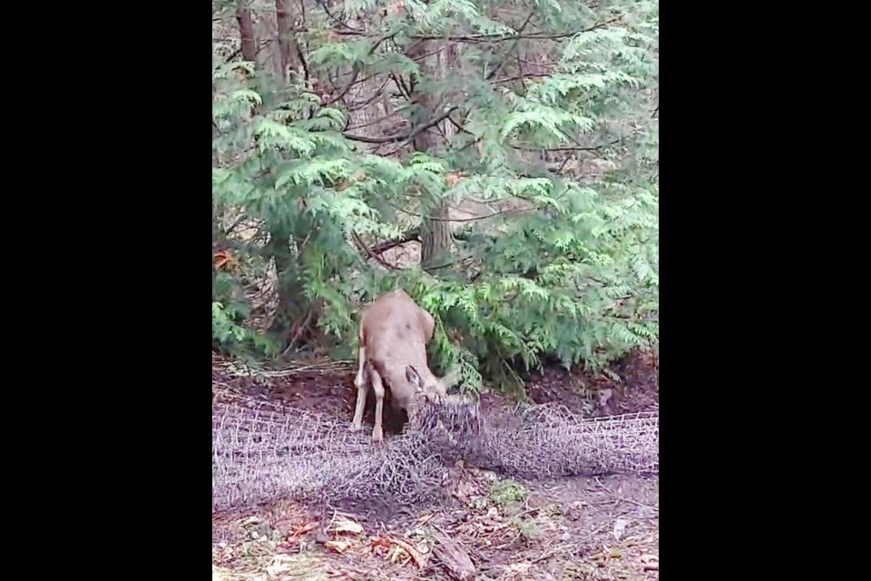 A deer is caught in netting on Sidney Island. 