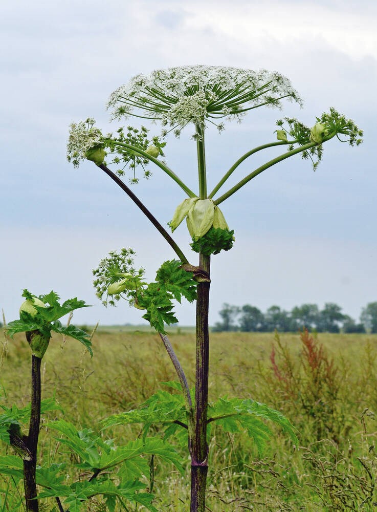 web1_heracleum_mantegazzianum_05-2