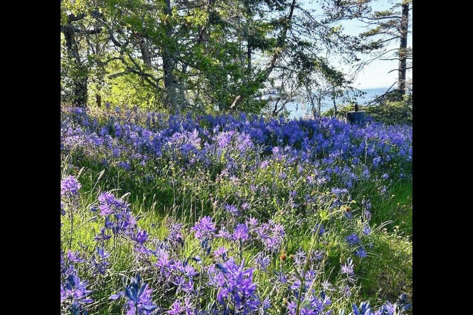 A field of camas growing near Garry oak trees in Nanaimo. Making room for a Garry oak ecosystem is one of the best ways to stop the spread of invasive plant species on Vancouver Island, according to Hunter Jarratt. HUNTER JARRATT 