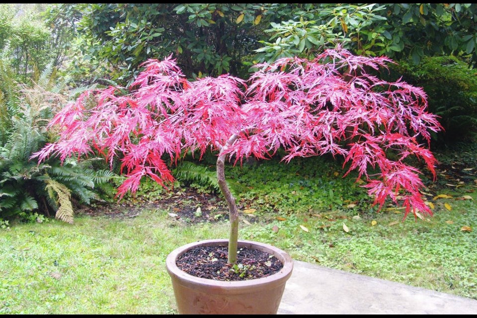 Some Japanese maples are good candidates for growing in containers. This one has a spreading shape. Others grow more naturally in a single-trunk tree form. Helen Chesnut photo. Garden column Wednesday, Oct. 2. 