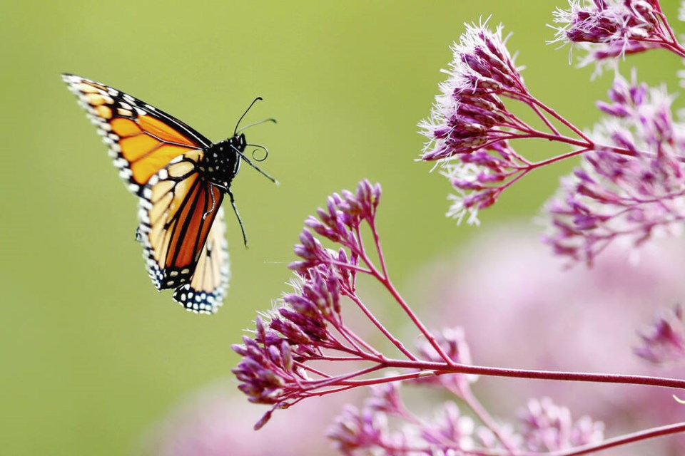 ‘Natural capital’ is the source of a wide range of ecosystem services that are essential for humanity, such as pollination, writes Trevor Hancock. ROBERT F. BUKATY, AP 