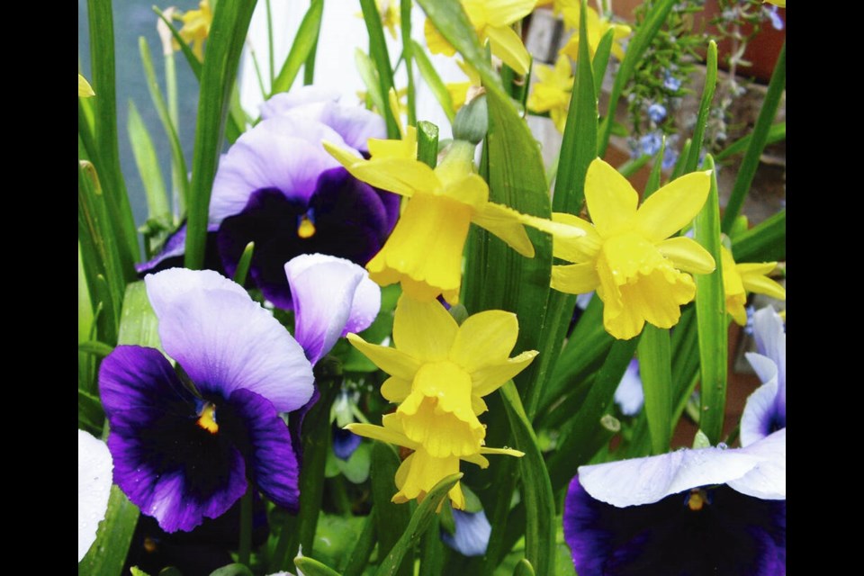 Dwarf daffodils are sprightly companions for pansies in containers. HELEN CHESNUT 