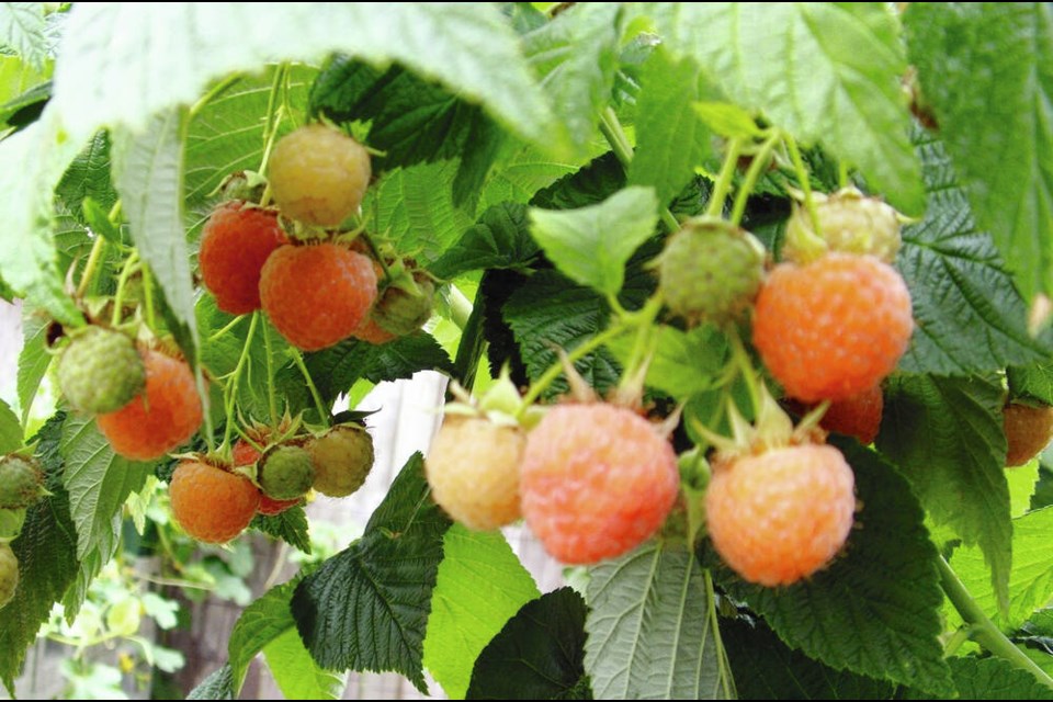 Fall Gold, a two-crop raspberry, continued yielding ripe berries into mid-October this year. HELEN CHESNUT 