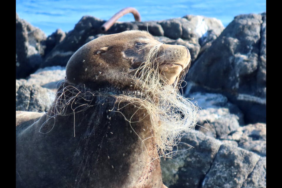 A sea lion at Race Rocks, off Metchosin on Vancouver Island, was facing starvation and had serious wounds from gill netting wrapped around its mouth and neck. VANCOUVER AQUARIUM MARINE MAMMAL RESCUE SOCIETY 